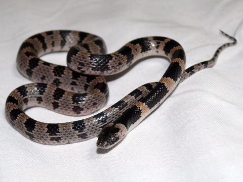 Image of <i>Lycodon orientalis</i>