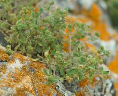 Imagem de Medicago meyeri Gruner