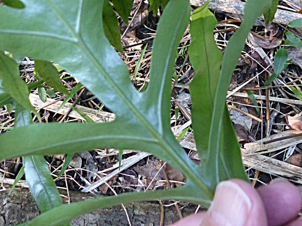 Image of Phymatosorus pustulatus subsp. howensis Tindale & P. S. Green