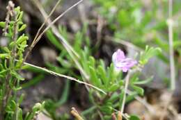 Image of Carolina desert-thorn