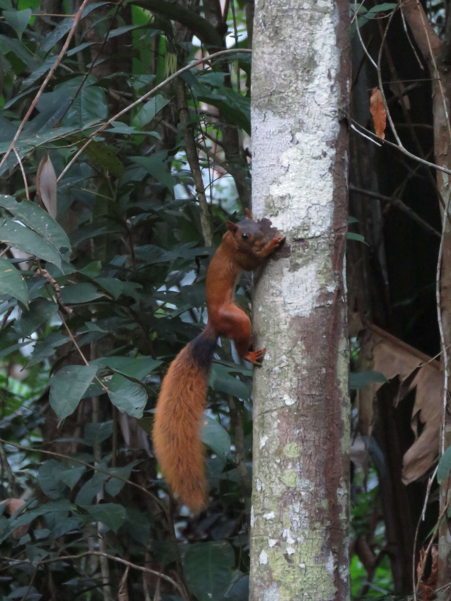 Image de écureuil roux du sud de l'Amazonie