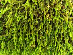 Image of rambling tail-moss