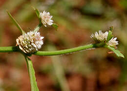 Image of sessile joyweed