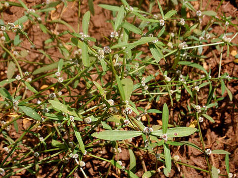 Image of sessile joyweed