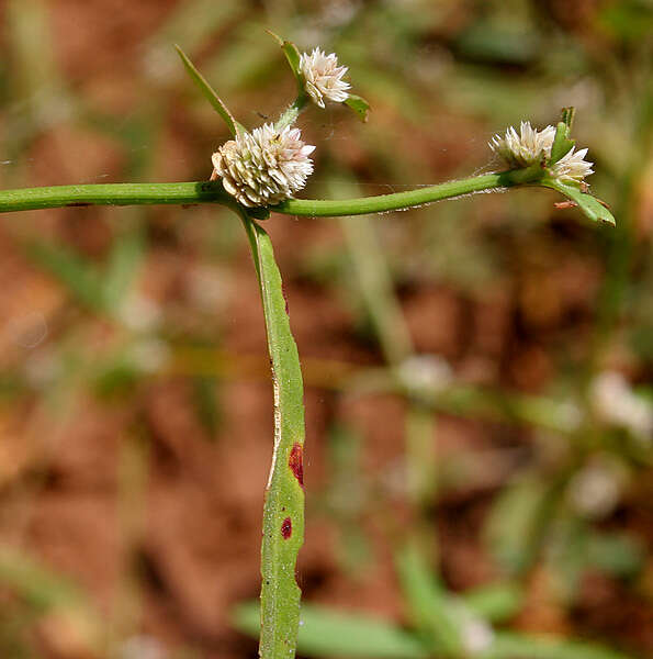 Image of sessile joyweed