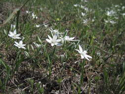 Imagem de Ornithogalum navaschinii Agapova