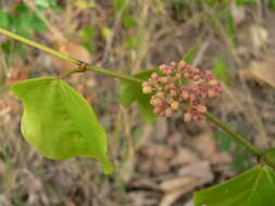 Cissus verticillata (L.) Nicolson & C. E. Jarvis resmi