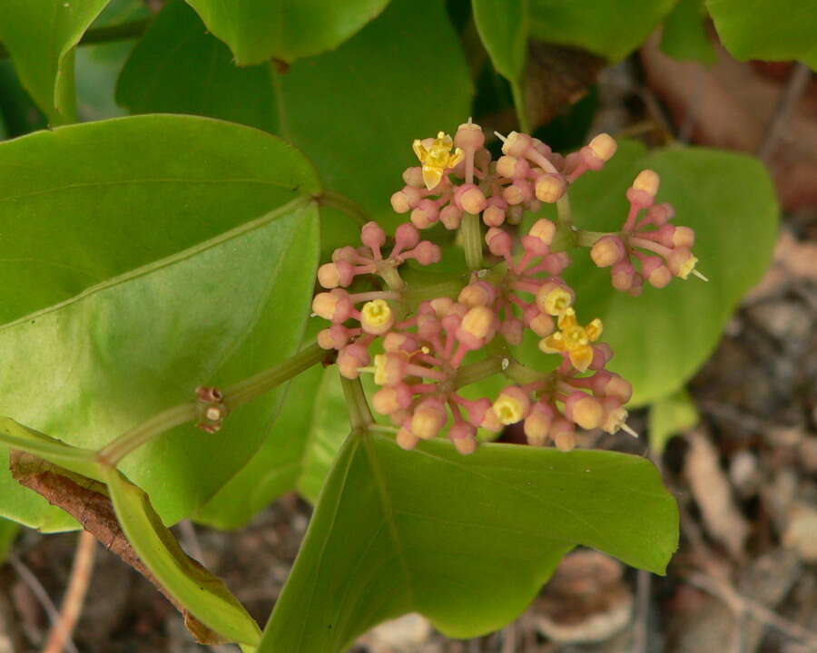 Cissus verticillata (L.) Nicolson & C. E. Jarvis resmi