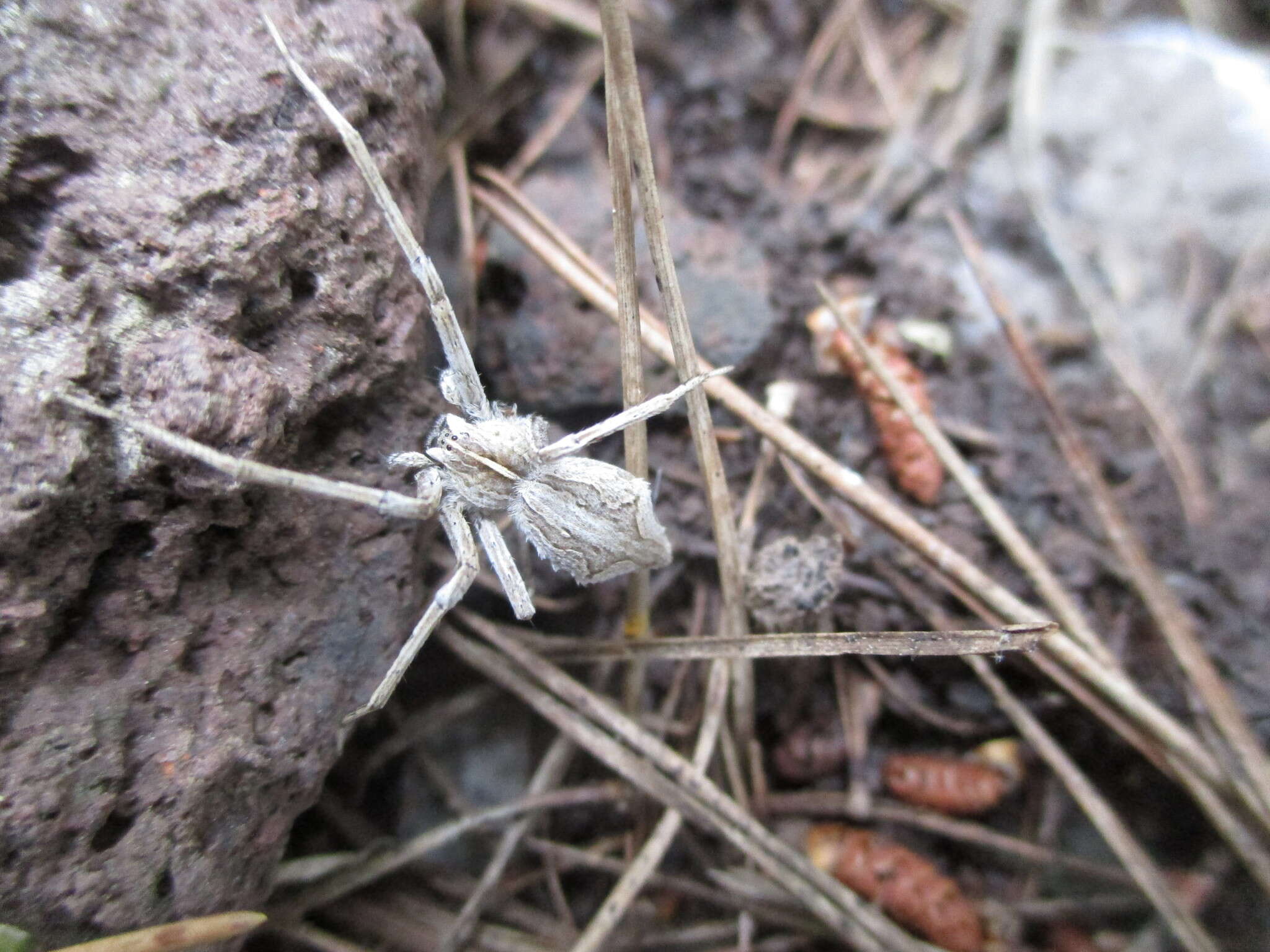 Plancia ëd Cladycnis insignis (Lucas 1838)