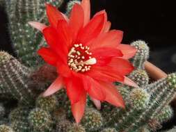 Echinopsis tubiflora resmi