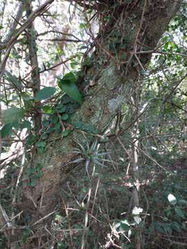 Image of Gleditsia amorphoides (Griseb.) Taub.