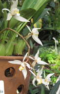 Image of Coelogyne flaccida Lindl.