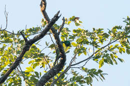 Image of African Emerald Cuckoo