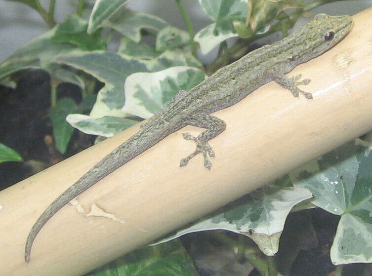 Image of Angulated dwarf gecko