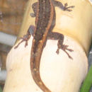 Image of Matschie's dwarf gecko
