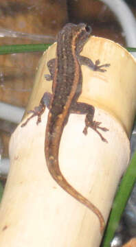 Image of Matschie's dwarf gecko