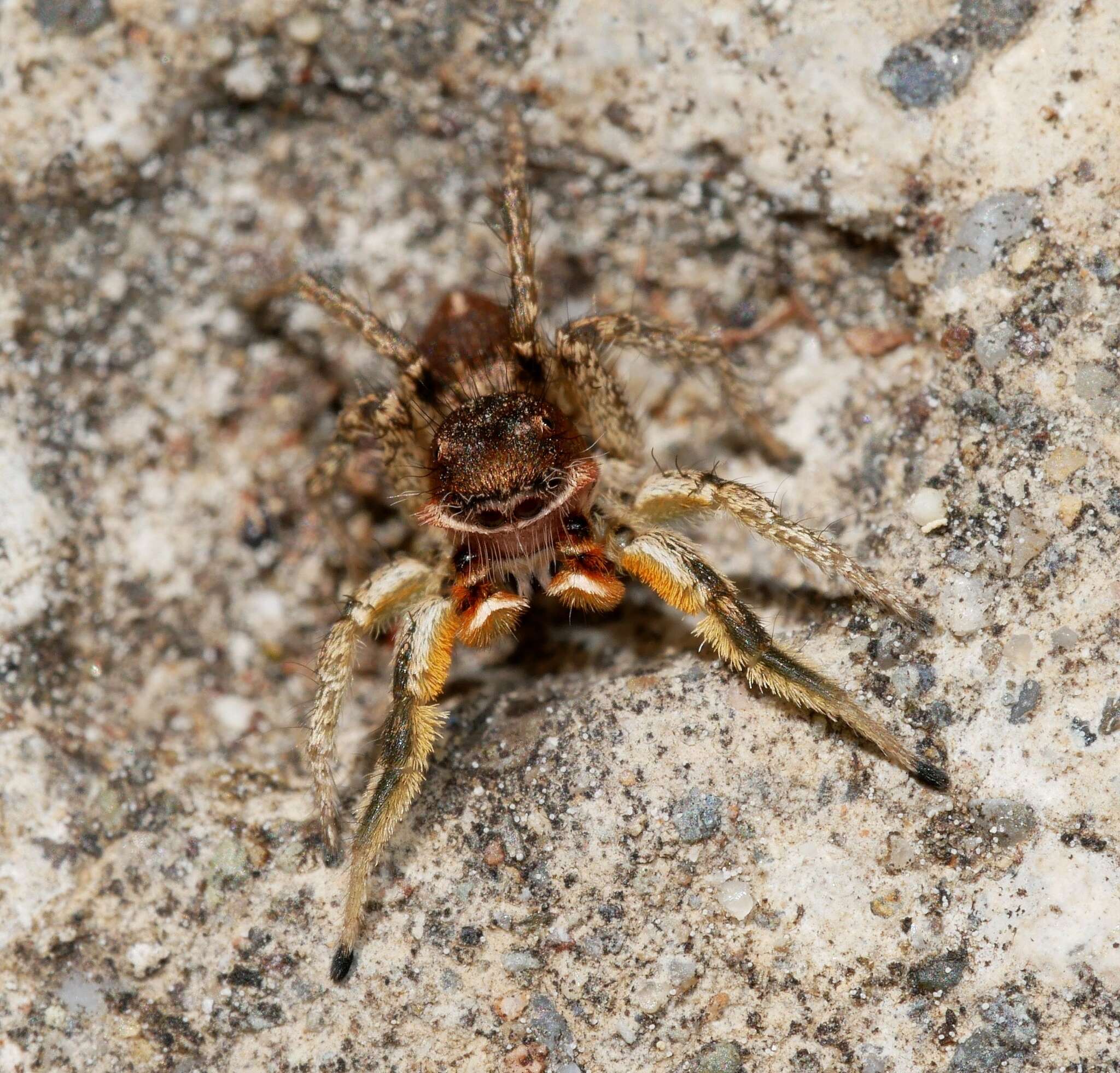 Image of Habronattus mustaciatus (Chamberlin & Ivie 1941)