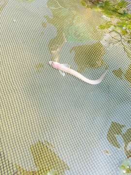 Image of Striped Cusk-eel