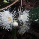 Image of Syzygium kurzii (Duthie) N. P. Balakrishnan