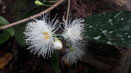 Image of Syzygium kurzii (Duthie) N. P. Balakrishnan