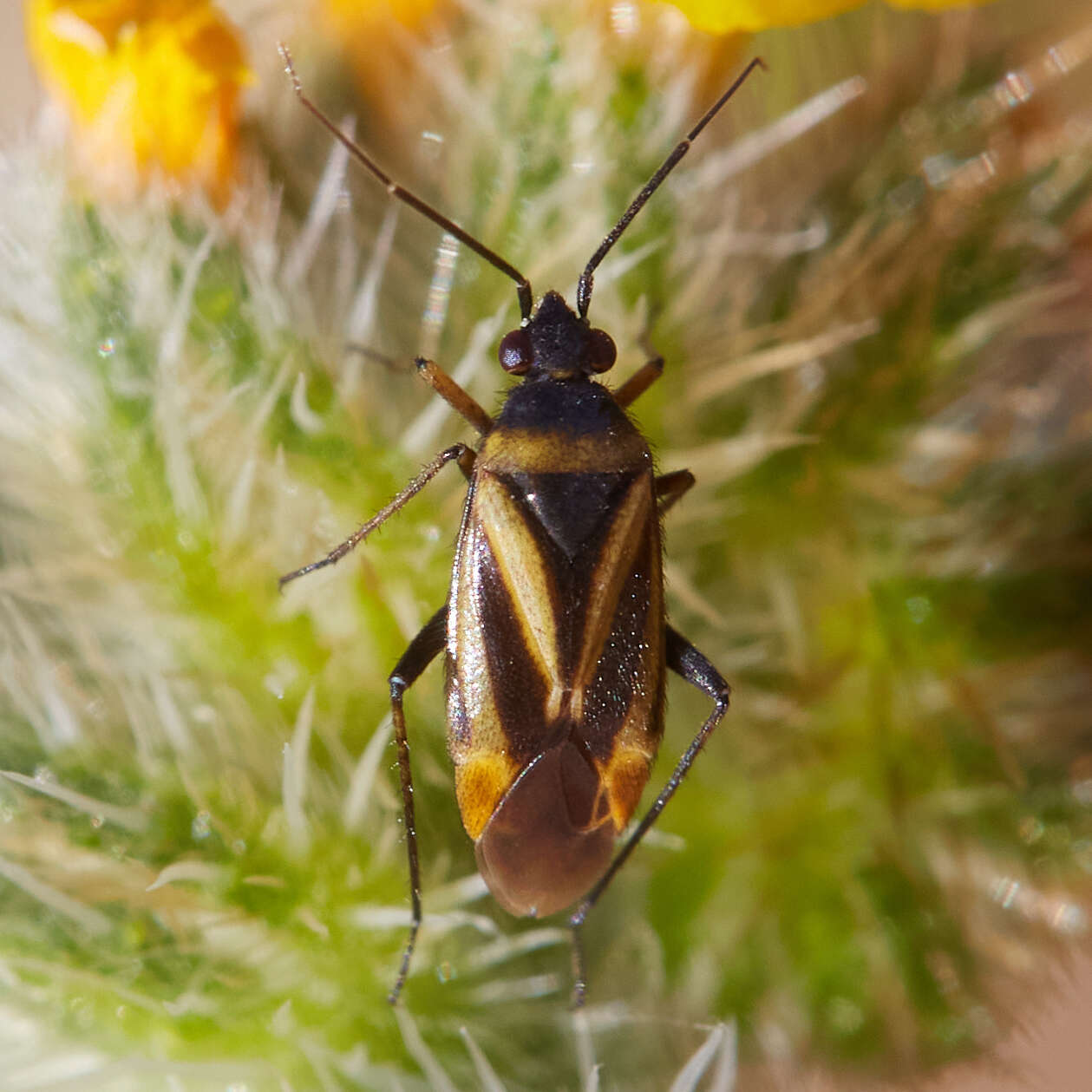 Imagem de Plagiognathus moerens Reuter 1909