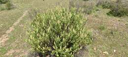 Image of Lavandula viridis L'Hér.