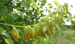 Imagem de Vicia pisiformis L.