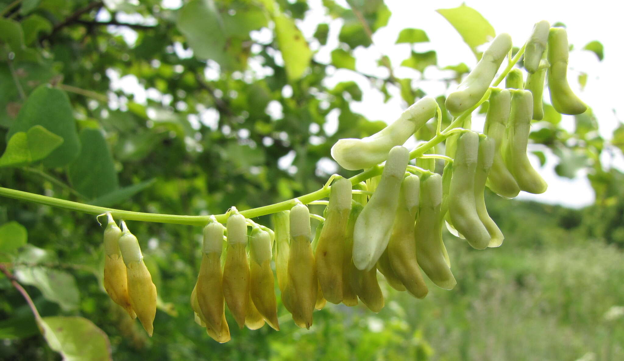 Imagem de Vicia pisiformis L.