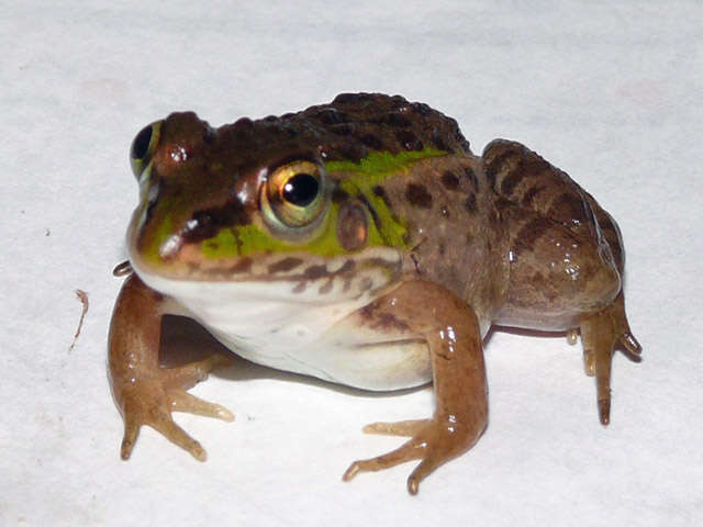 Image de Pelophylax porosus (Cope 1868)