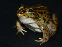 صورة Pelophylax porosus (Cope 1868)