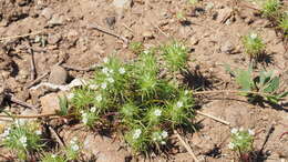 Image de Navarretia intertexta subsp. propinqua (Suksd.) A. G. Day