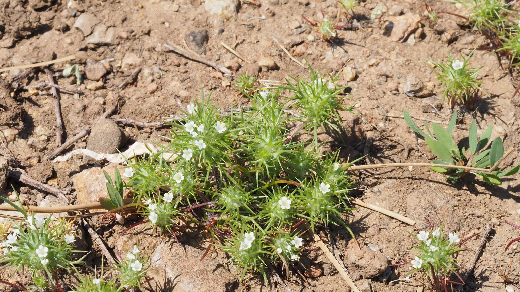 Image de Navarretia intertexta subsp. propinqua (Suksd.) A. G. Day