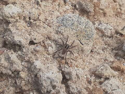 Image of Pardosa lugubris (Walckenaer 1802)