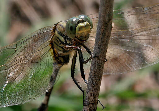 Слика од Orthetrum sabina (Drury 1773)