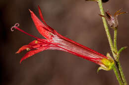 Image of scarlet gilia