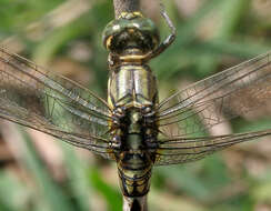 Image of Slender Skimmer