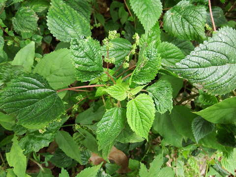 Image of Chinese grass