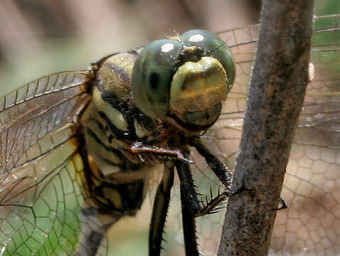 Image of Slender Skimmer