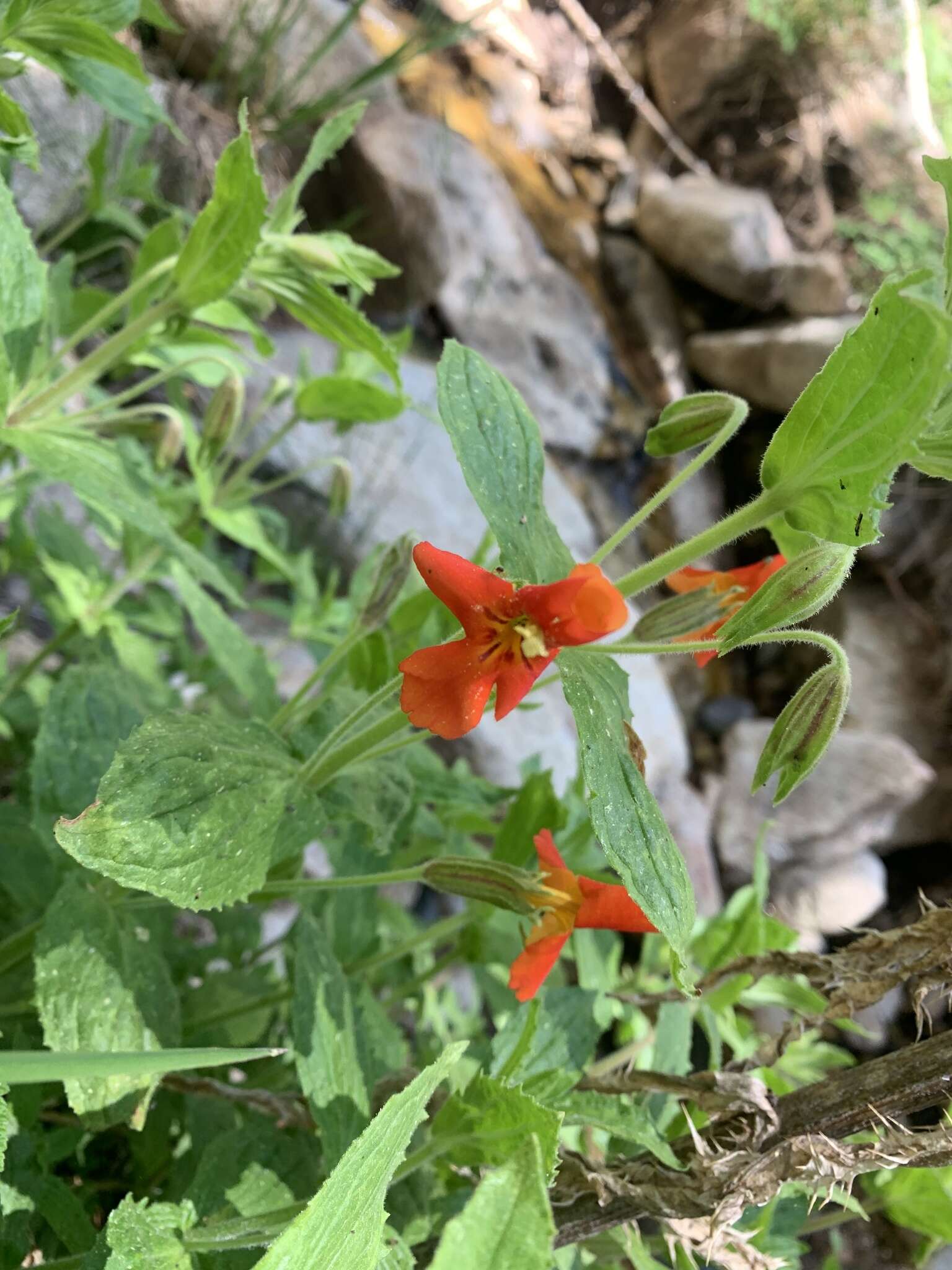 Erythranthe cinnabarina G. L. Nesom resmi