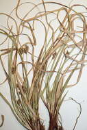 Image of black edge sedge