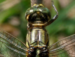 Image of Slender Skimmer