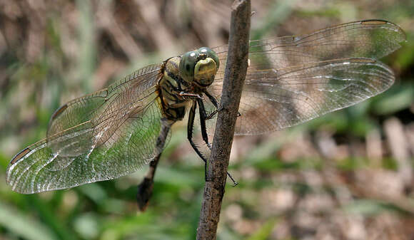 Слика од Orthetrum sabina (Drury 1773)