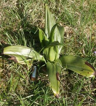 Himantoglossum hircinum (L.) Spreng. resmi