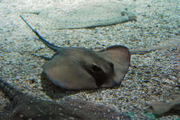 Image of Common Stingray