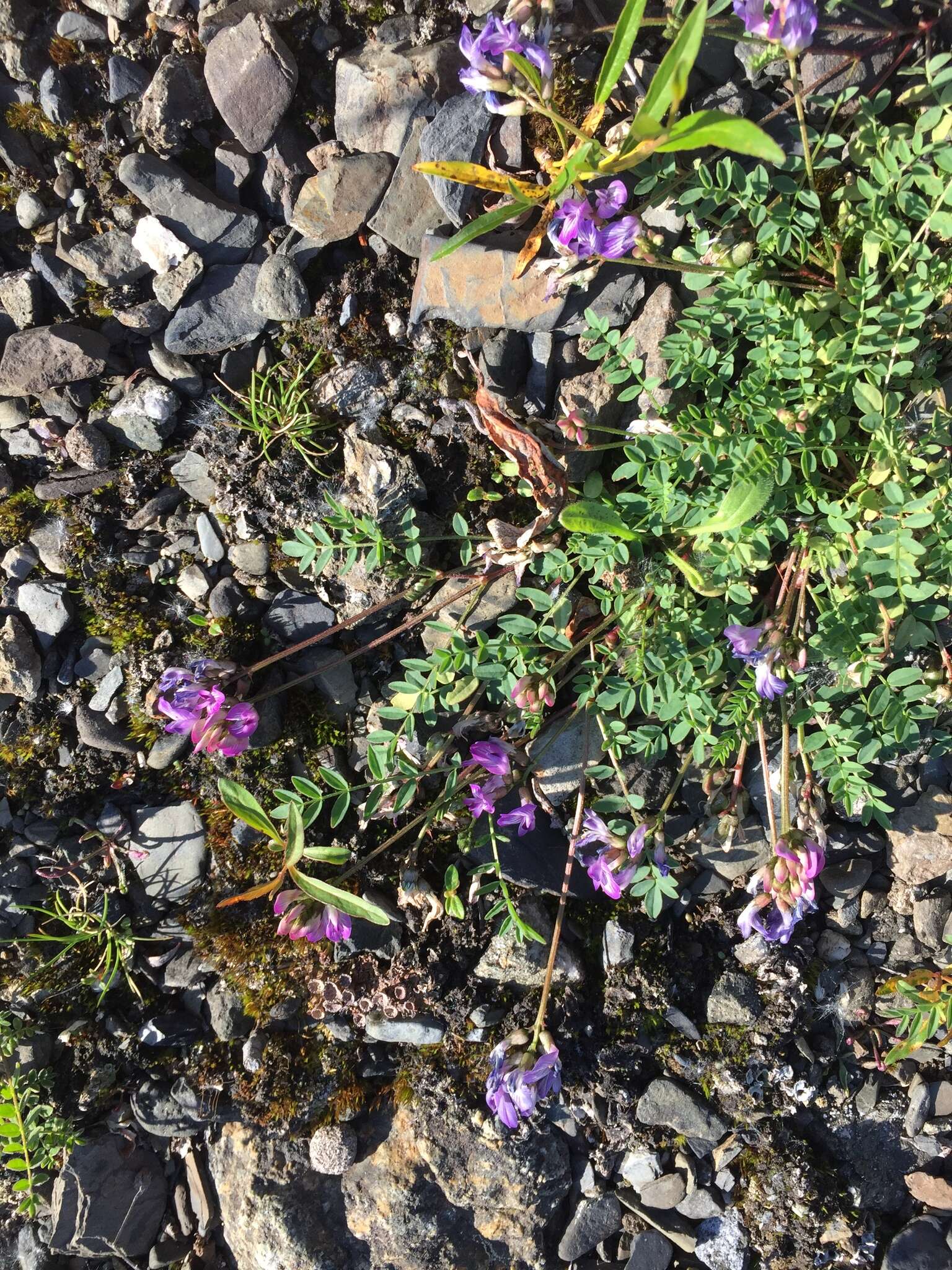 Image of Bodin's Milk-Vetch