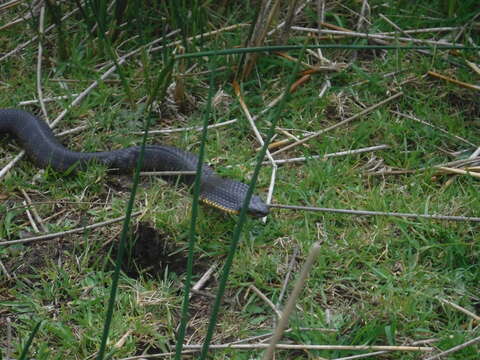 Image of Notechis scutatus occidentalis Glauert 1948