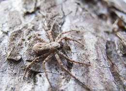 Image of Philodromus fuscomarginatus (De Geer 1778)