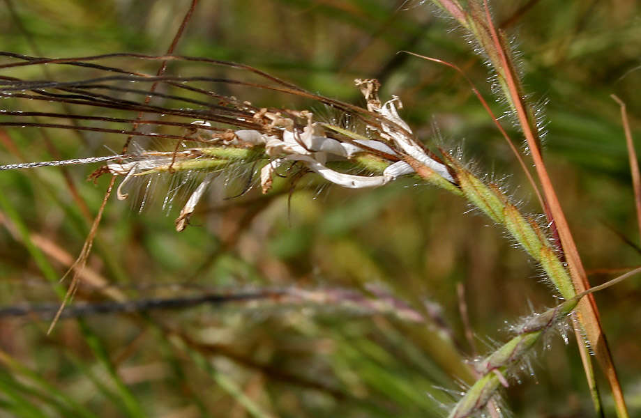 Слика од Heteropogon