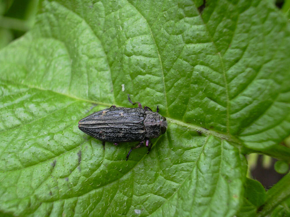 Image of Chrysobothris chrysostigma (Linnaeus 1758)