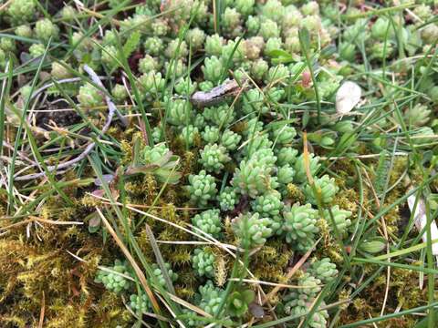 Image of Sedum pallidum Bieb.